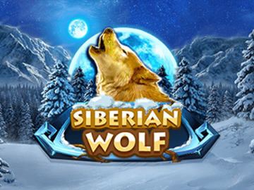 Siberian Wolf