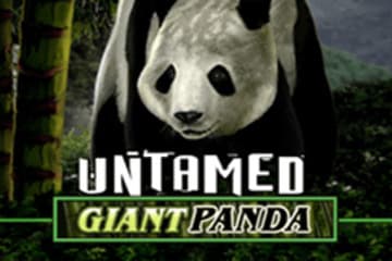 Untamed Giant Panda